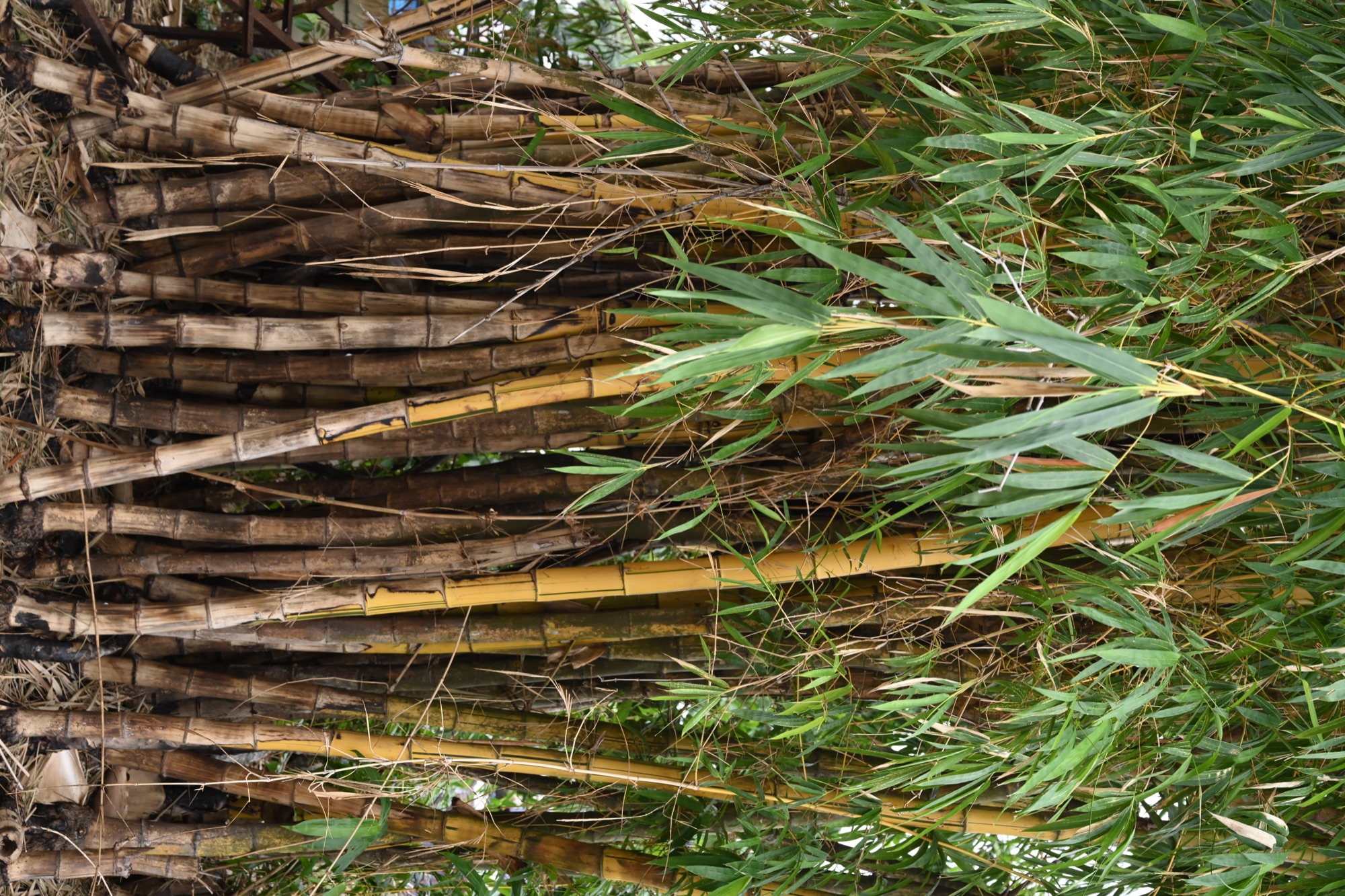 മുളംകാട്